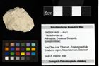 Foto (Objekt + Etiketten) von ? Goniodromites sp. 